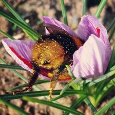 a bee sitting on top of a purple flower