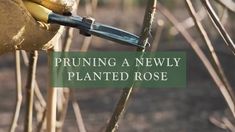 a person is pruning a newly planted rose