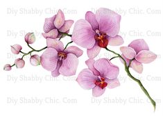 three pink orchids with green stems on a white background