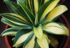 a yellow and green plant in a brown pot