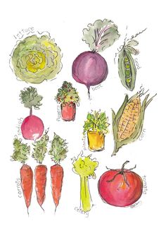 an image of vegetables drawn in watercolor and ink