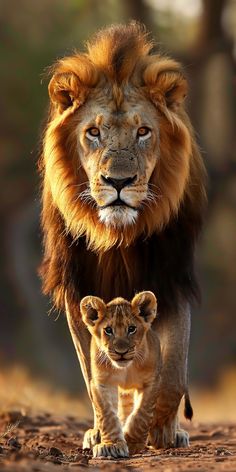 an adult lion walking next to a baby lion on a dirt road with trees in the background