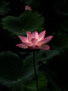 a pink lotus flower sitting on top of green leaves