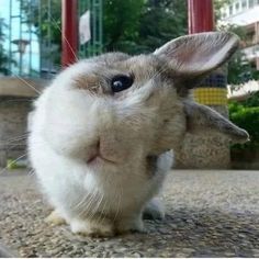 a rabbit sitting on the ground looking up at something in front of it's face