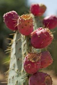 a close up of a cactus plant with lots of small pink flowers on it's stalk