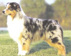 a black and white dog standing in the grass