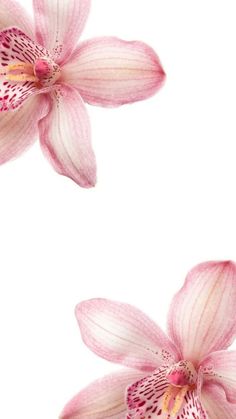 two pink orchids on a white background