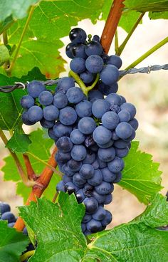 the grapes are ready to be picked on the vine