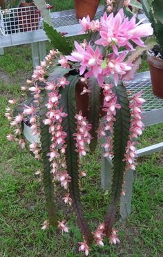 pink flowers are blooming on the side of a bench