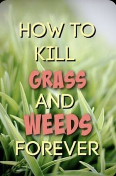 grass with the words how to kill grass and weeds forever