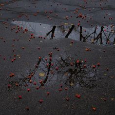 the reflection of trees and branches in water with red berries floating on it's surface