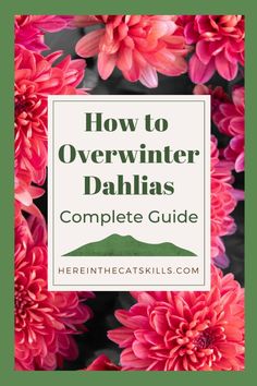 pink flowers with the title how to overwinter dahls complete guide on top