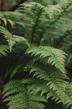 Lush green ferns with detailed fronds in a natural forest setting. Ferns In Bouquets, Fern Aesthetic, Crispy Wave Fern, Tropical Courtyard, Elegant Plants, Fern Care, Fern Plants, Indoor Ferns, Ferns Care