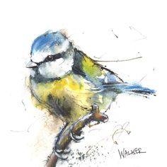 a watercolor painting of a blue and yellow bird on a branch with its beak open