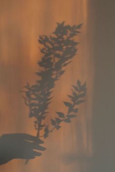 the shadow of a plant on a wall