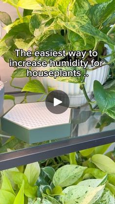 a plant in a pot with the caption'the easier way to increase humidiity for houseplants '