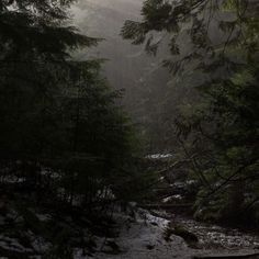 a stream running through a forest filled with trees