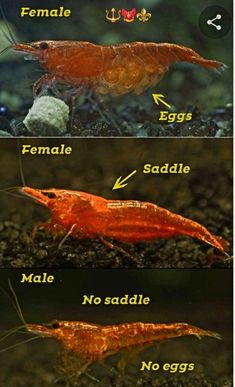 the different types of shrimp are shown