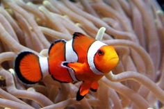 an orange and white clown fish swimming in the water next to anemone sea anemone