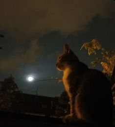 a cat sitting on top of a window sill looking out at the night sky