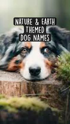 a dog laying on top of a tree stump with the words nature and earth themed dog names