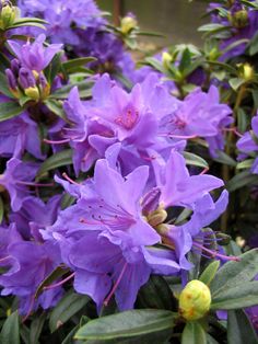 purple flowers are blooming in the garden