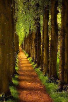 an image of a path in the woods with trees on both sides and green grass on either side