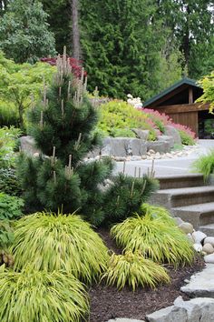 a garden with rocks and plants in the foreground, trees on the other side