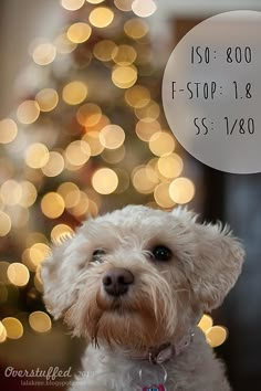 a small white dog sitting in front of a christmas tree with a sign above it