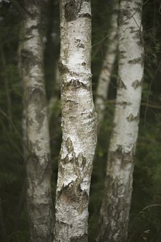 some very tall white trees in the woods