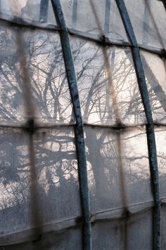 trees are seen through the window of an old greenhouse