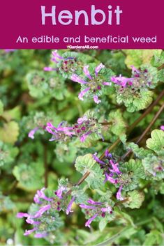 Herb Infused Water, Medicinal Wild Plants, Wild Food Foraging, Herbal Remedies Recipes, Medicinal Herbs Garden, Medicinal Garden, Edible Wild Plants, Mint Flowers, Mint Plants