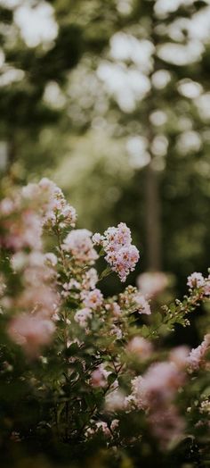 some pink flowers and trees in the background