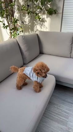 a brown dog standing on top of a white couch