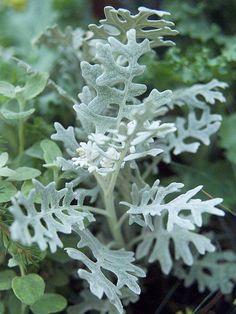 a close up of a plant with many leaves