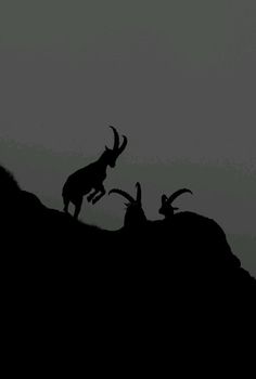 two antelope standing on top of a hill in the dark with long horns