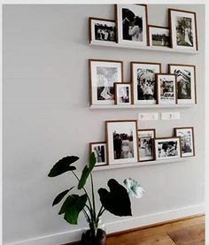 there are many pictures on the wall and a potted plant