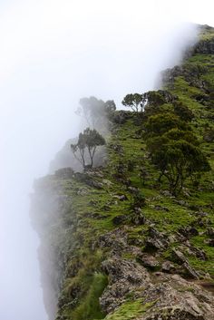 trees on the side of a mountain with fog