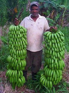 a man holding two large bunches of green bananas in his hands while standing in the grass