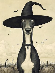 a black and white dog wearing a witch's hat with pumpkins in the background