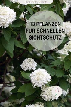 white flowers with green leaves and the words 13 planzen fur schnellen sictschutz