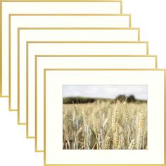 four frames with wheat on them in front of a white background and gold trimming