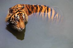 a tiger is swimming in the water