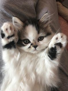 a small kitten is sitting on its hind legs with it's paws in the air