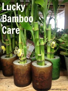 there are many potted plants with the words lucky bamboo care