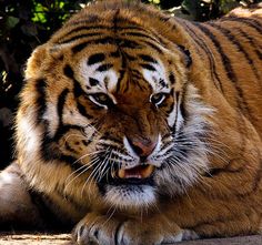 a tiger laying on the ground with its mouth open