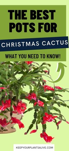 a potted plant with red flowers in it and the words, the best pots for christmas cactuses what you need to know