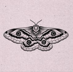 a black and white drawing of a moth