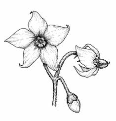 an ink drawing of two flowers on a white background