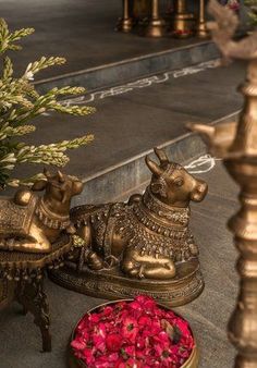 two brass cows sitting next to each other on the ground with flowers in front of them